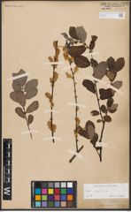 Foto von Salix aurita L.